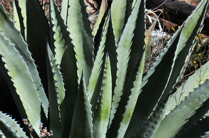 Goldenflower Century Plant is a handsome plant that may grow up to 3 feet tall and 5 feet wide. It has linear leaves tipped with a sharp spine. The margins are lined with sharp prickles. Agave chrysantha